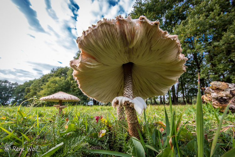 foto in kikkerperspectief