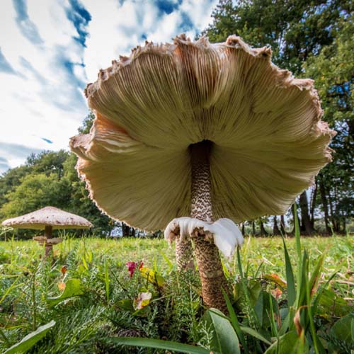 Een paddestoel in kikkerperspectief