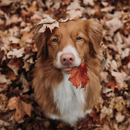 foto: hond die naar boven kijkt in de camera